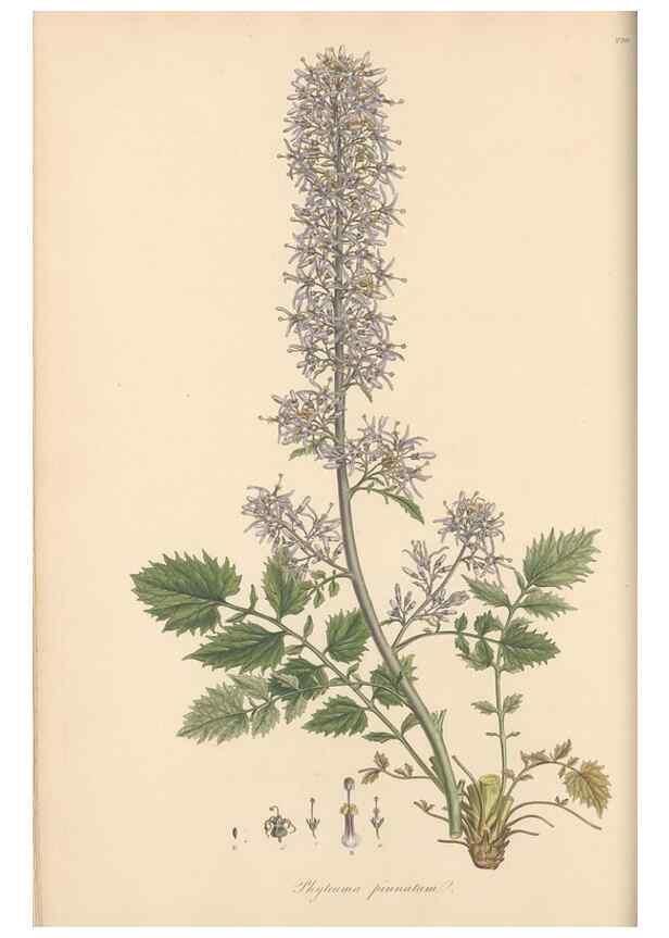 Reproducción/Reproduction 49557197596: Flora Graeca, sive, Plantarum rariorum historia, quas in provinciis aut insulis Graeciae /. Londini :Typis Richardi Taylor et socii, in Vico Shoe-Lane :MDCCCVI-MDCCCXL [1806-1840].. 