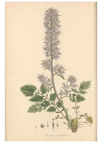 Reproducción/Reproduction 49557197596: Flora Graeca, sive, Plantarum rariorum historia, quas in provinciis aut insulis Graeciae /. Londini :Typis Richardi Taylor et socii, in Vico Shoe-Lane :MDCCCVI-MDCCCXL [1806-1840].. 