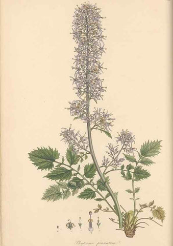Reproducción/Reproduction 49557197596: Flora Graeca, sive, Plantarum rariorum historia, quas in provinciis aut insulis Graeciae /. Londini :Typis Richardi Taylor et socii, in Vico Shoe-Lane :MDCCCVI-MDCCCXL [1806-1840].. 