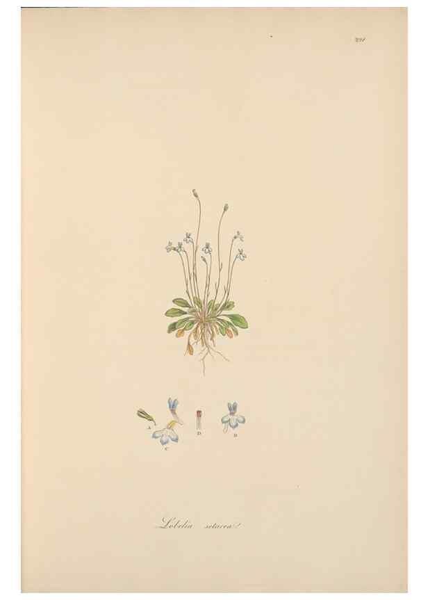 Reproducción/Reproduction 49557197841: Flora Graeca, sive, Plantarum rariorum historia, quas in provinciis aut insulis Graeciae /. Londini :Typis Richardi Taylor et socii, in Vico Shoe-Lane :MDCCCVI-MDCCCXL [1806-1840].. 