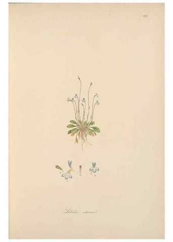 Reproducción/Reproduction 49557197841: Flora Graeca, sive, Plantarum rariorum historia, quas in provinciis aut insulis Graeciae /. Londini :Typis Richardi Taylor et socii, in Vico Shoe-Lane :MDCCCVI-MDCCCXL [1806-1840].. 