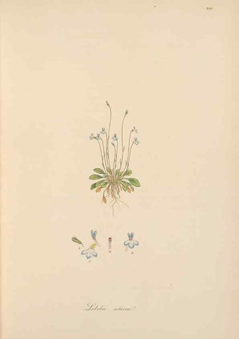 Reproducción/Reproduction 49557197841: Flora Graeca, sive, Plantarum rariorum historia, quas in provinciis aut insulis Graeciae /. Londini :Typis Richardi Taylor et socii, in Vico Shoe-Lane :MDCCCVI-MDCCCXL [1806-1840].. 