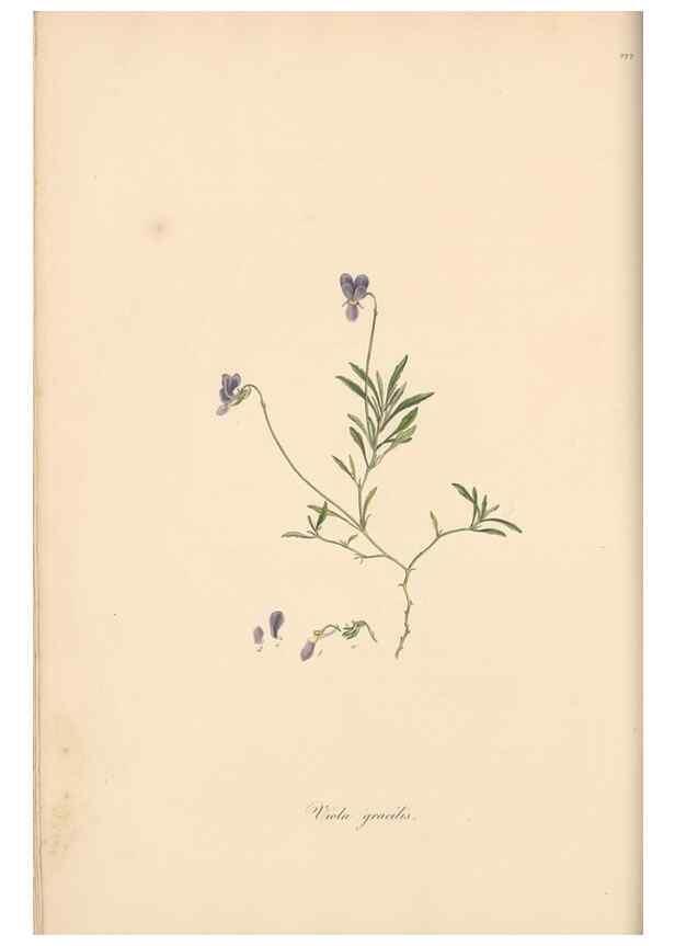 Reproducción/Reproduction 49557431567: Flora Graeca, sive, Plantarum rariorum historia, quas in provinciis aut insulis Graeciae /. Londini :Typis Richardi Taylor et socii, in Vico Shoe-Lane :MDCCCVI-MDCCCXL [1806-1840].. 