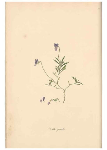 Reproducción/Reproduction 49557431567: Flora Graeca, sive, Plantarum rariorum historia, quas in provinciis aut insulis Graeciae /. Londini :Typis Richardi Taylor et socii, in Vico Shoe-Lane :MDCCCVI-MDCCCXL [1806-1840].. 