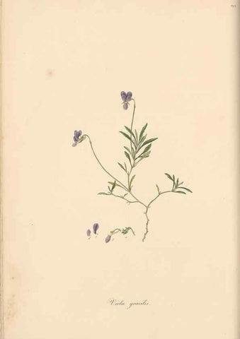 Reproducción/Reproduction 49557431567: Flora Graeca, sive, Plantarum rariorum historia, quas in provinciis aut insulis Graeciae /. Londini :Typis Richardi Taylor et socii, in Vico Shoe-Lane :MDCCCVI-MDCCCXL [1806-1840].. 