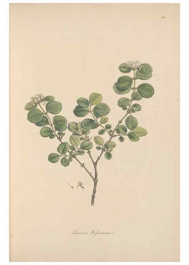 Reproducción/Reproduction 49557198286: Flora Graeca, sive, Plantarum rariorum historia, quas in provinciis aut insulis Graeciae /. Londini :Typis Richardi Taylor et socii, in Vico Shoe-Lane :MDCCCVI-MDCCCXL [1806-1840].. 