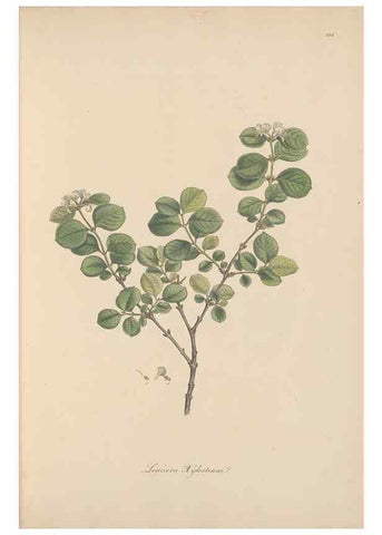 Reproducción/Reproduction 49557198286: Flora Graeca, sive, Plantarum rariorum historia, quas in provinciis aut insulis Graeciae /. Londini :Typis Richardi Taylor et socii, in Vico Shoe-Lane :MDCCCVI-MDCCCXL [1806-1840].. 