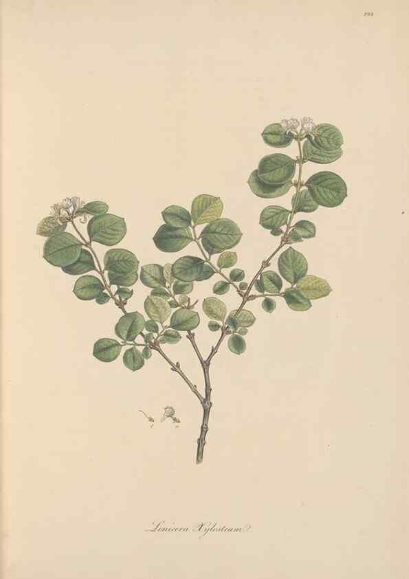 Reproducción/Reproduction 49557198286: Flora Graeca, sive, Plantarum rariorum historia, quas in provinciis aut insulis Graeciae /. Londini :Typis Richardi Taylor et socii, in Vico Shoe-Lane :MDCCCVI-MDCCCXL [1806-1840].. 