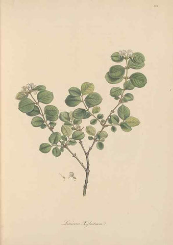 Reproducción/Reproduction 49557198286: Flora Graeca, sive, Plantarum rariorum historia, quas in provinciis aut insulis Graeciae /. Londini :Typis Richardi Taylor et socii, in Vico Shoe-Lane :MDCCCVI-MDCCCXL [1806-1840].. 