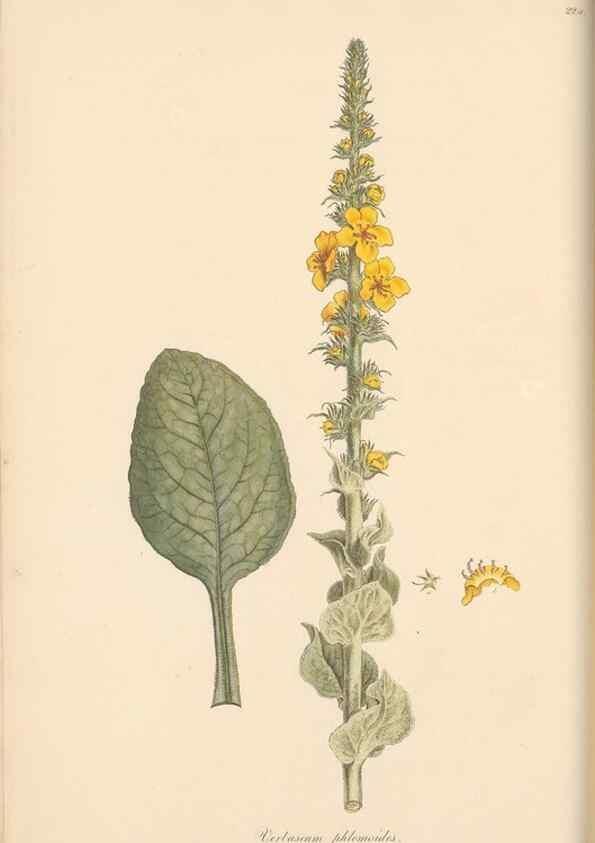 Reproducción/Reproduction 49557198596: Flora Graeca, sive, Plantarum rariorum historia, quas in provinciis aut insulis Graeciae /. Londini :Typis Richardi Taylor et socii, in Vico Shoe-Lane :MDCCCVI-MDCCCXL [1806-1840].. 