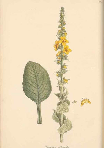 Reproducción/Reproduction 49557198596: Flora Graeca, sive, Plantarum rariorum historia, quas in provinciis aut insulis Graeciae /. Londini :Typis Richardi Taylor et socii, in Vico Shoe-Lane :MDCCCVI-MDCCCXL [1806-1840].. 