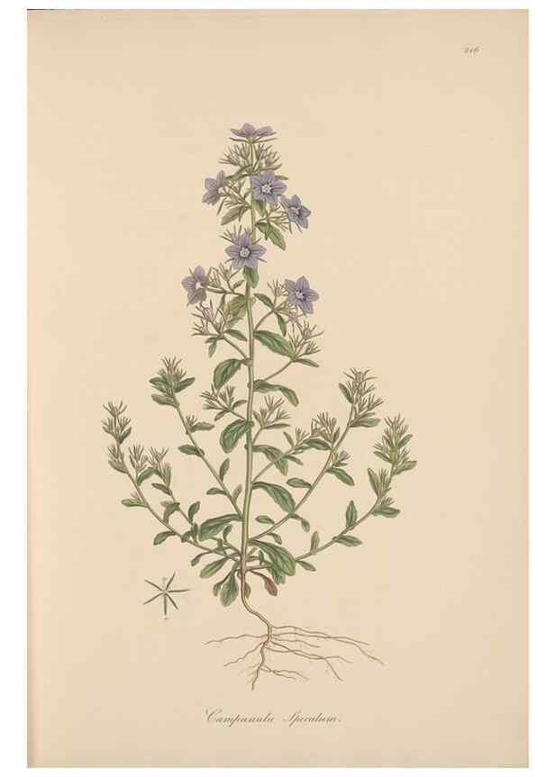Reproducción/Reproduction 49556697518: Flora Graeca, sive, Plantarum rariorum historia, quas in provinciis aut insulis Graeciae /. Londini :Typis Richardi Taylor et socii, in Vico Shoe-Lane :MDCCCVI-MDCCCXL [1806-1840].. 