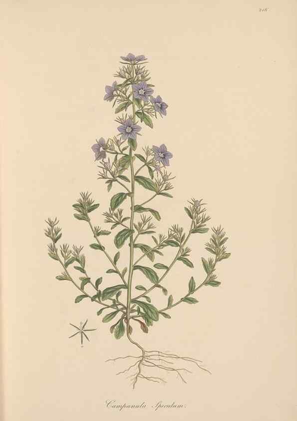 Reproducción/Reproduction 49556697518: Flora Graeca, sive, Plantarum rariorum historia, quas in provinciis aut insulis Graeciae /. Londini :Typis Richardi Taylor et socii, in Vico Shoe-Lane :MDCCCVI-MDCCCXL [1806-1840].. 