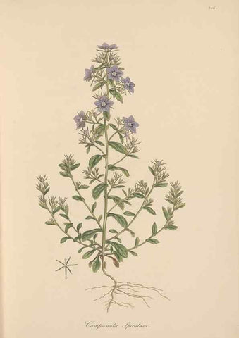 Reproducción/Reproduction 49556697518: Flora Graeca, sive, Plantarum rariorum historia, quas in provinciis aut insulis Graeciae /. Londini :Typis Richardi Taylor et socii, in Vico Shoe-Lane :MDCCCVI-MDCCCXL [1806-1840].. 