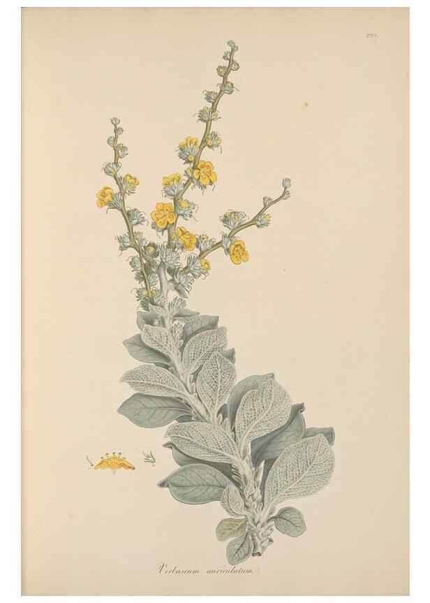 Reproducción/Reproduction 49557198821: Flora Graeca, sive, Plantarum rariorum historia, quas in provinciis aut insulis Graeciae /. Londini :Typis Richardi Taylor et socii, in Vico Shoe-Lane :MDCCCVI-MDCCCXL [1806-1840].. 