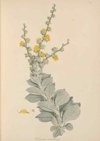 Reproducción/Reproduction 49557198821: Flora Graeca, sive, Plantarum rariorum historia, quas in provinciis aut insulis Graeciae /. Londini :Typis Richardi Taylor et socii, in Vico Shoe-Lane :MDCCCVI-MDCCCXL [1806-1840].. 