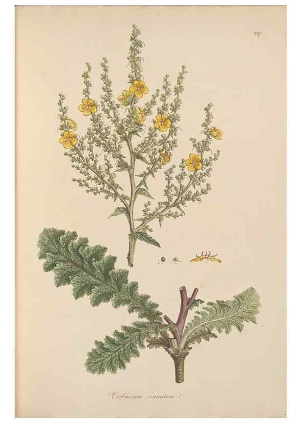 Reproducción/Reproduction 49556700298: Flora Graeca, sive, Plantarum rariorum historia, quas in provinciis aut insulis Graeciae /. Londini :Typis Richardi Taylor et socii, in Vico Shoe-Lane :MDCCCVI-MDCCCXL [1806-1840].. 