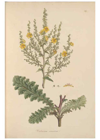Reproducción/Reproduction 49556700298: Flora Graeca, sive, Plantarum rariorum historia, quas in provinciis aut insulis Graeciae /. Londini :Typis Richardi Taylor et socii, in Vico Shoe-Lane :MDCCCVI-MDCCCXL [1806-1840].. 
