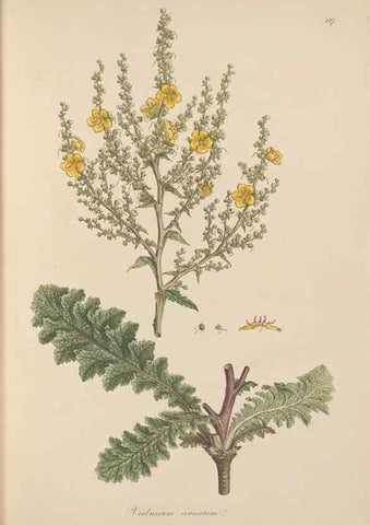 Reproducción/Reproduction 49556700298: Flora Graeca, sive, Plantarum rariorum historia, quas in provinciis aut insulis Graeciae /. Londini :Typis Richardi Taylor et socii, in Vico Shoe-Lane :MDCCCVI-MDCCCXL [1806-1840].. 