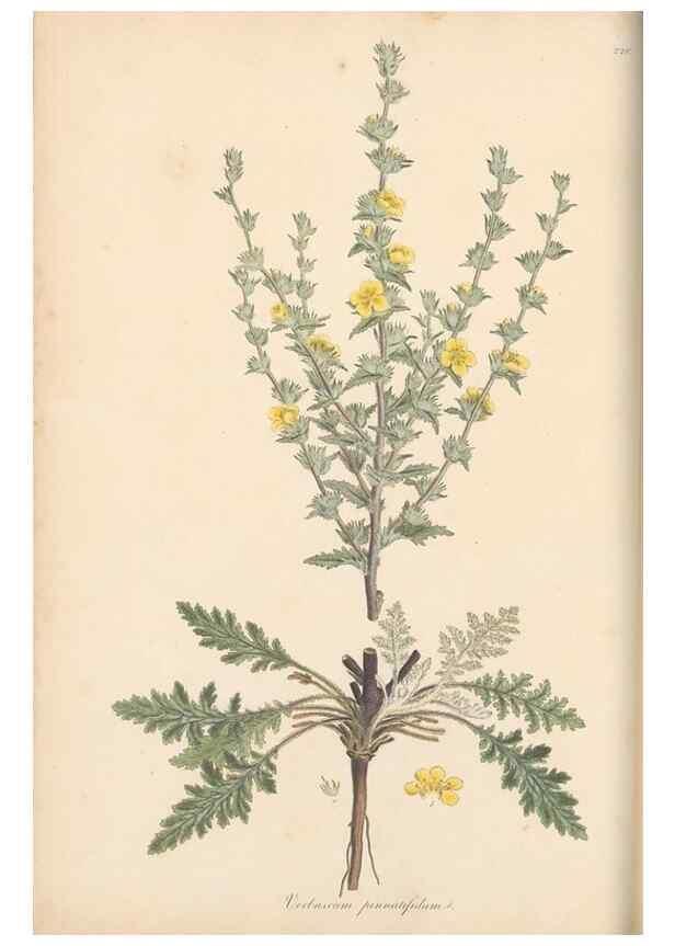 Reproducción/Reproduction 49557199686: Flora Graeca, sive, Plantarum rariorum historia, quas in provinciis aut insulis Graeciae /. Londini :Typis Richardi Taylor et socii, in Vico Shoe-Lane :MDCCCVI-MDCCCXL [1806-1840].. 