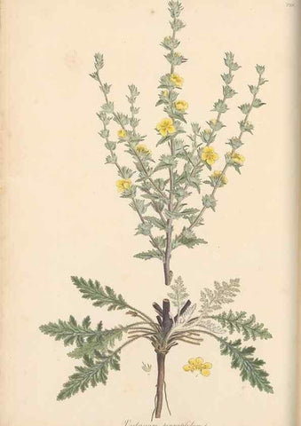 Reproducción/Reproduction 49557199686: Flora Graeca, sive, Plantarum rariorum historia, quas in provinciis aut insulis Graeciae /. Londini :Typis Richardi Taylor et socii, in Vico Shoe-Lane :MDCCCVI-MDCCCXL [1806-1840].. 