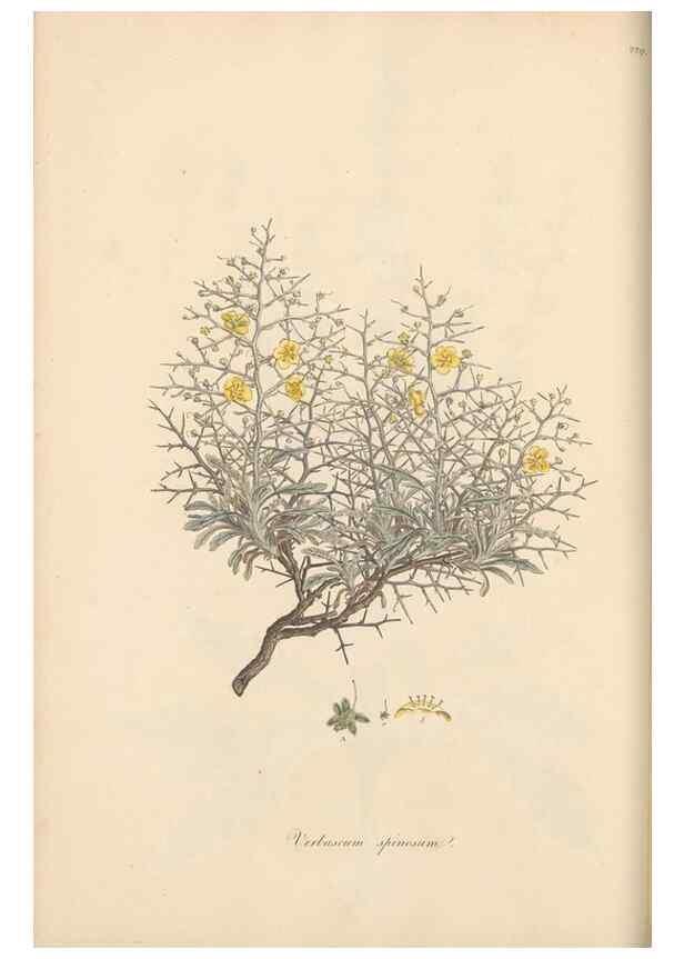 Reproducción/Reproduction 49556700848: Flora Graeca, sive, Plantarum rariorum historia, quas in provinciis aut insulis Graeciae /. Londini :Typis Richardi Taylor et socii, in Vico Shoe-Lane :MDCCCVI-MDCCCXL [1806-1840].. 