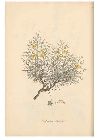 Reproducción/Reproduction 49556700848: Flora Graeca, sive, Plantarum rariorum historia, quas in provinciis aut insulis Graeciae /. Londini :Typis Richardi Taylor et socii, in Vico Shoe-Lane :MDCCCVI-MDCCCXL [1806-1840].. 