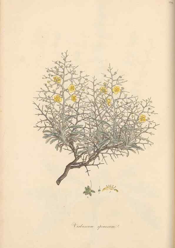 Reproducción/Reproduction 49556700848: Flora Graeca, sive, Plantarum rariorum historia, quas in provinciis aut insulis Graeciae /. Londini :Typis Richardi Taylor et socii, in Vico Shoe-Lane :MDCCCVI-MDCCCXL [1806-1840].. 