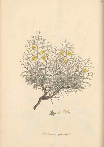 Reproducción/Reproduction 49556700848: Flora Graeca, sive, Plantarum rariorum historia, quas in provinciis aut insulis Graeciae /. Londini :Typis Richardi Taylor et socii, in Vico Shoe-Lane :MDCCCVI-MDCCCXL [1806-1840].. 