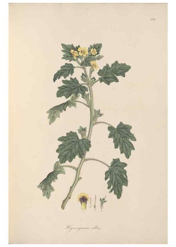 Reproducción/Reproduction 49556701113: Flora Graeca, sive, Plantarum rariorum historia, quas in provinciis aut insulis Graeciae /. Londini :Typis Richardi Taylor et socii, in Vico Shoe-Lane :MDCCCVI-MDCCCXL [1806-1840].. 