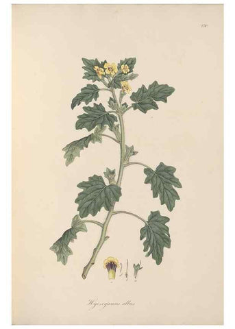 Reproducción/Reproduction 49556701113: Flora Graeca, sive, Plantarum rariorum historia, quas in provinciis aut insulis Graeciae /. Londini :Typis Richardi Taylor et socii, in Vico Shoe-Lane :MDCCCVI-MDCCCXL [1806-1840].. 