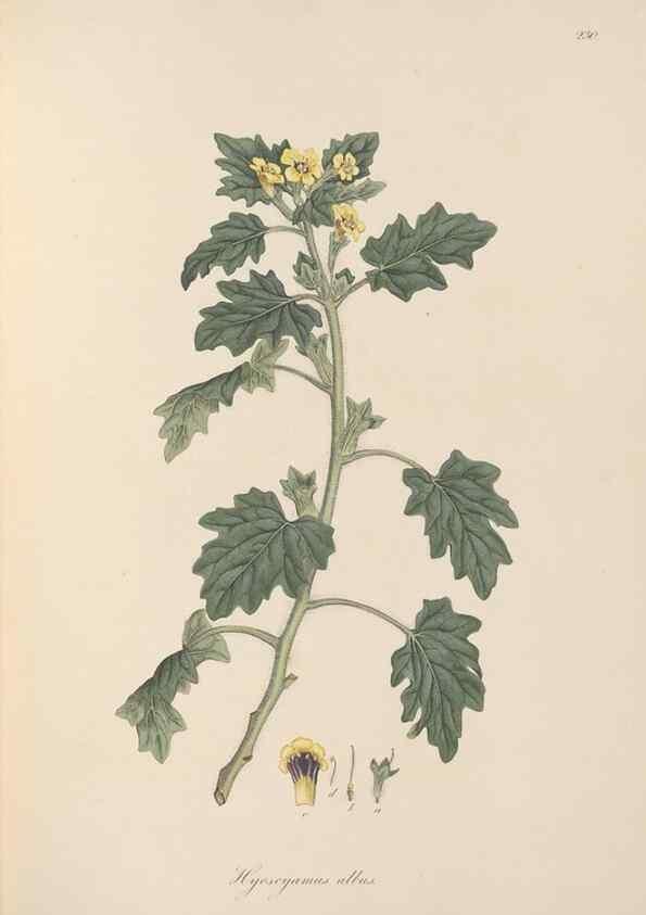 Reproducción/Reproduction 49556701113: Flora Graeca, sive, Plantarum rariorum historia, quas in provinciis aut insulis Graeciae /. Londini :Typis Richardi Taylor et socii, in Vico Shoe-Lane :MDCCCVI-MDCCCXL [1806-1840].. 