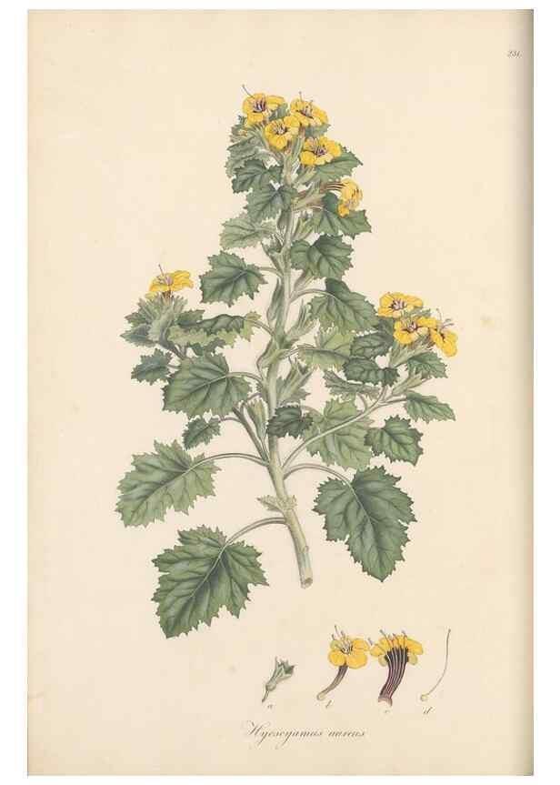 Reproducción/Reproduction 49557200506: Flora Graeca, sive, Plantarum rariorum historia, quas in provinciis aut insulis Graeciae /. Londini :Typis Richardi Taylor et socii, in Vico Shoe-Lane :MDCCCVI-MDCCCXL [1806-1840].. 