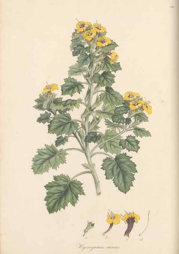 Reproducción/Reproduction 49557200506: Flora Graeca, sive, Plantarum rariorum historia, quas in provinciis aut insulis Graeciae /. Londini :Typis Richardi Taylor et socii, in Vico Shoe-Lane :MDCCCVI-MDCCCXL [1806-1840].. 