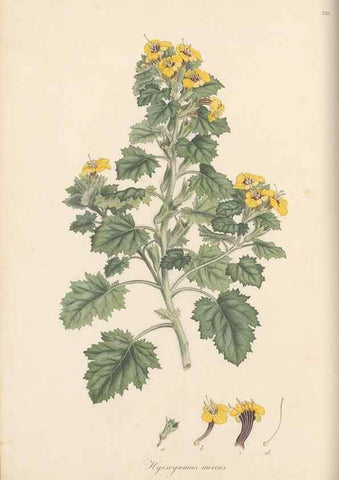 Reproducción/Reproduction 49557200506: Flora Graeca, sive, Plantarum rariorum historia, quas in provinciis aut insulis Graeciae /. Londini :Typis Richardi Taylor et socii, in Vico Shoe-Lane :MDCCCVI-MDCCCXL [1806-1840].. 