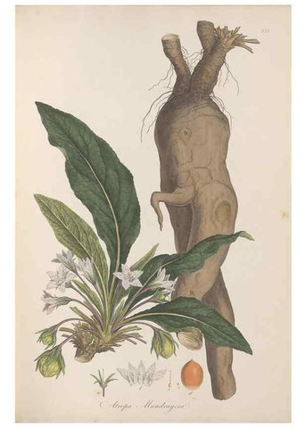Reproducción/Reproduction 49556701658: Flora Graeca, sive, Plantarum rariorum historia, quas in provinciis aut insulis Graeciae /. Londini :Typis Richardi Taylor et socii, in Vico Shoe-Lane :MDCCCVI-MDCCCXL [1806-1840].. 