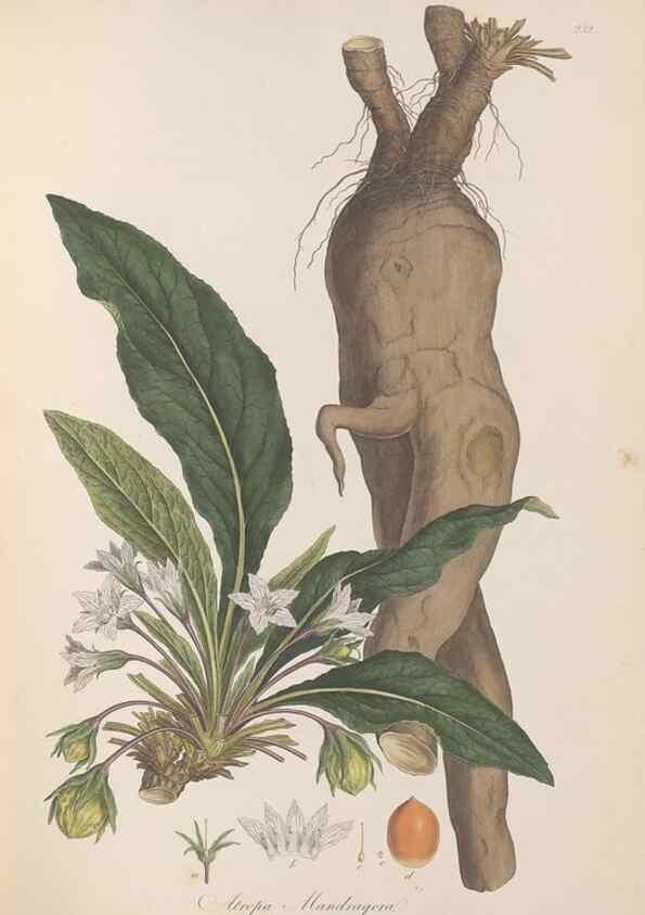 Reproducción/Reproduction 49556701658: Flora Graeca, sive, Plantarum rariorum historia, quas in provinciis aut insulis Graeciae /. Londini :Typis Richardi Taylor et socii, in Vico Shoe-Lane :MDCCCVI-MDCCCXL [1806-1840].. 