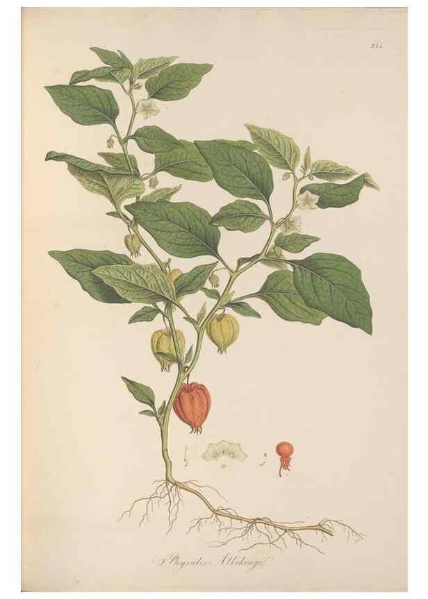 Reproducción/Reproduction 49557434447: Flora Graeca, sive, Plantarum rariorum historia, quas in provinciis aut insulis Graeciae /. Londini :Typis Richardi Taylor et socii, in Vico Shoe-Lane :MDCCCVI-MDCCCXL [1806-1840].. 