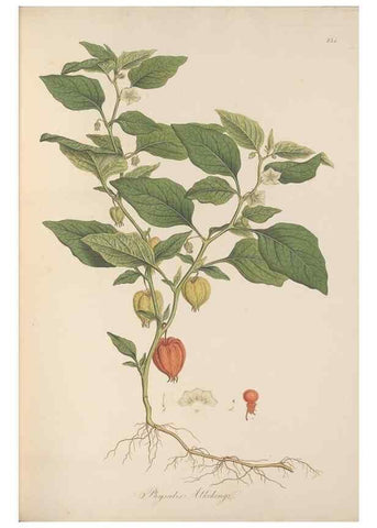 Reproducción/Reproduction 49557434447: Flora Graeca, sive, Plantarum rariorum historia, quas in provinciis aut insulis Graeciae /. Londini :Typis Richardi Taylor et socii, in Vico Shoe-Lane :MDCCCVI-MDCCCXL [1806-1840].. 