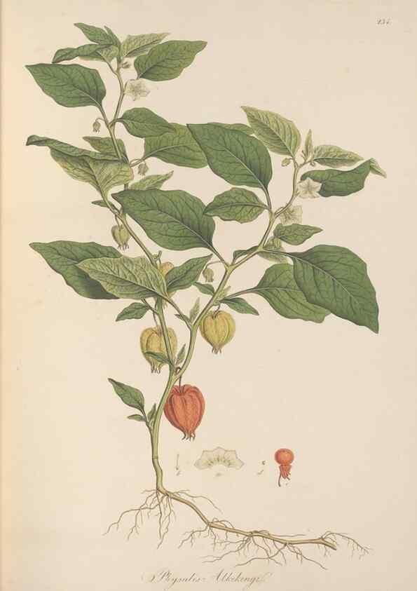 Reproducción/Reproduction 49557434447: Flora Graeca, sive, Plantarum rariorum historia, quas in provinciis aut insulis Graeciae /. Londini :Typis Richardi Taylor et socii, in Vico Shoe-Lane :MDCCCVI-MDCCCXL [1806-1840].. 