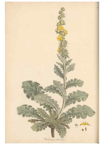 Reproducción/Reproduction 49556700033: Flora Graeca, sive, Plantarum rariorum historia, quas in provinciis aut insulis Graeciae /. Londini :Typis Richardi Taylor et socii, in Vico Shoe-Lane :MDCCCVI-MDCCCXL [1806-1840].. 