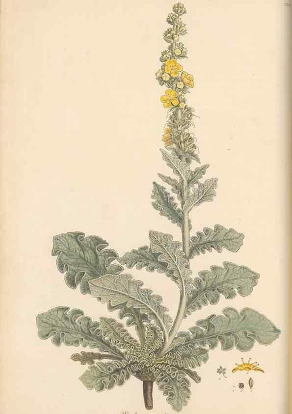 Reproducción/Reproduction 49556700033: Flora Graeca, sive, Plantarum rariorum historia, quas in provinciis aut insulis Graeciae /. Londini :Typis Richardi Taylor et socii, in Vico Shoe-Lane :MDCCCVI-MDCCCXL [1806-1840].. 