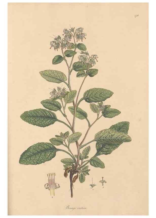 Reproducción/Reproduction 49557120092: Flora Graeca, sive, Plantarum rariorum historia, quas in provinciis aut insulis Graeciae /. Londini :Typis Richardi Taylor et socii, in Vico Shoe-Lane :MDCCCVI-MDCCCXL [1806-1840].. 