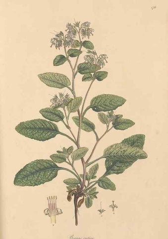 Reproducción/Reproduction 49557120092: Flora Graeca, sive, Plantarum rariorum historia, quas in provinciis aut insulis Graeciae /. Londini :Typis Richardi Taylor et socii, in Vico Shoe-Lane :MDCCCVI-MDCCCXL [1806-1840].. 