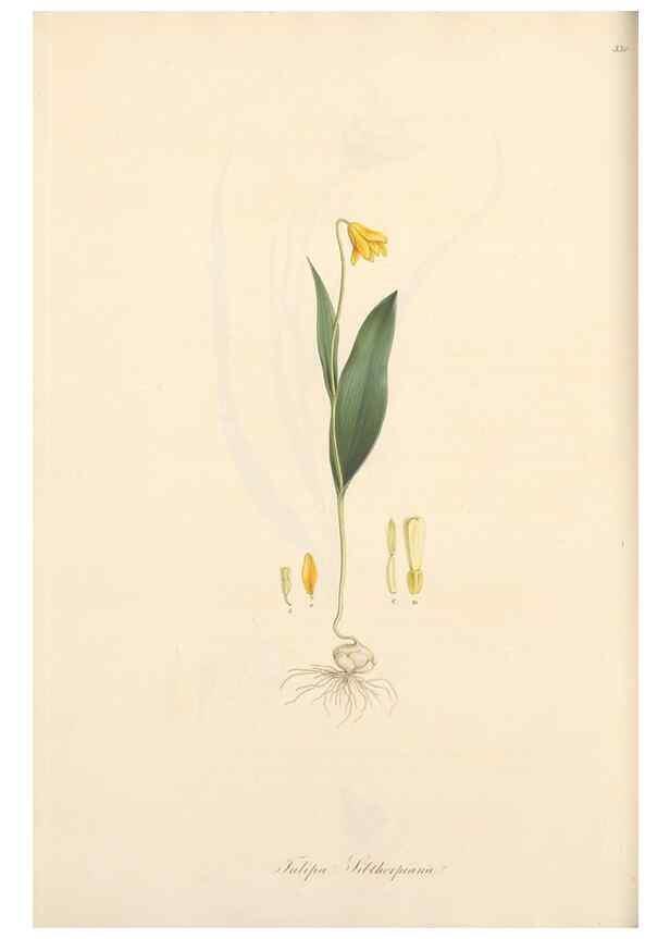 Reproducción/Reproduction 49556872718: Flora Graeca, sive, Plantarum rariorum historia, quas in provinciis aut insulis Graeciae /. Londini :Typis Richardi Taylor et socii, in Vico Shoe-Lane :MDCCCVI-MDCCCXL [1806-1840].. 