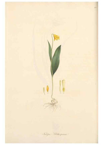 Reproducción/Reproduction 49556872718: Flora Graeca, sive, Plantarum rariorum historia, quas in provinciis aut insulis Graeciae /. Londini :Typis Richardi Taylor et socii, in Vico Shoe-Lane :MDCCCVI-MDCCCXL [1806-1840].. 