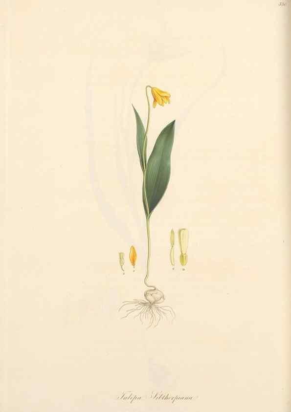 Reproducción/Reproduction 49556872718: Flora Graeca, sive, Plantarum rariorum historia, quas in provinciis aut insulis Graeciae /. Londini :Typis Richardi Taylor et socii, in Vico Shoe-Lane :MDCCCVI-MDCCCXL [1806-1840].. 