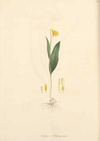 Reproducción/Reproduction 49556872718: Flora Graeca, sive, Plantarum rariorum historia, quas in provinciis aut insulis Graeciae /. Londini :Typis Richardi Taylor et socii, in Vico Shoe-Lane :MDCCCVI-MDCCCXL [1806-1840].. 