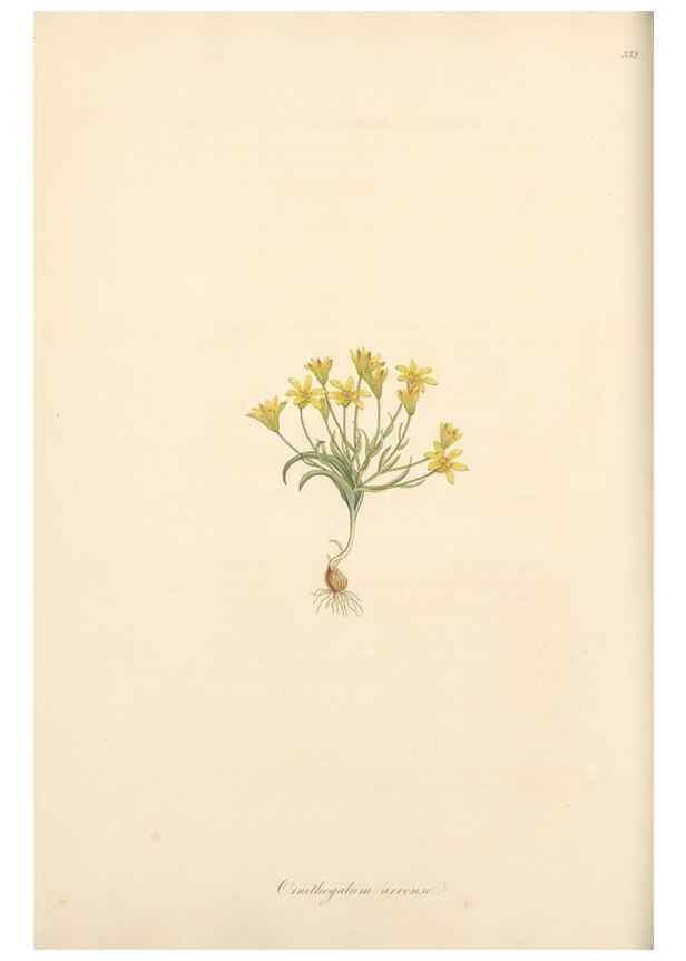 Reproducción/Reproduction 49556873593: Flora Graeca, sive, Plantarum rariorum historia, quas in provinciis aut insulis Graeciae /. Londini :Typis Richardi Taylor et socii, in Vico Shoe-Lane :MDCCCVI-MDCCCXL [1806-1840].. 