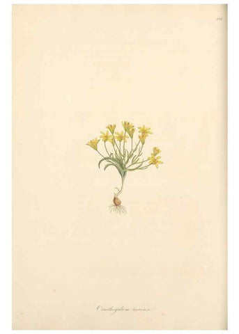 Reproducción/Reproduction 49556873593: Flora Graeca, sive, Plantarum rariorum historia, quas in provinciis aut insulis Graeciae /. Londini :Typis Richardi Taylor et socii, in Vico Shoe-Lane :MDCCCVI-MDCCCXL [1806-1840].. 